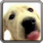 Logo of Dog Screen Cleaner LWP Free android Application 